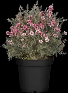 Leptospermum scop. 'Red Damask'
