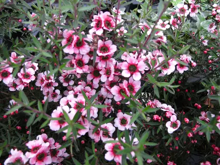 Leptospermum scop. 'Red Damask' - 125-150 CM C20 - image 3