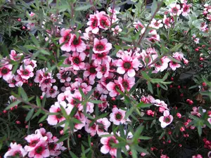 Leptospermum scop. 'Red Damask' - 125-150 CM C20 - image 3