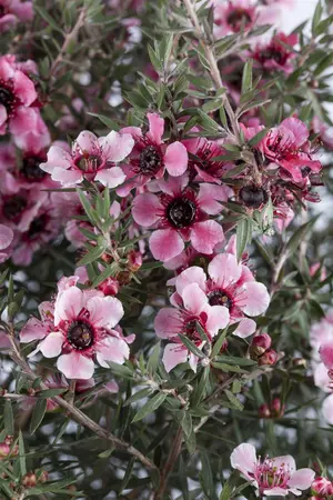 Leptospermum scoparium 'Snow Flurry' - 25-30 CM C2 - image 1