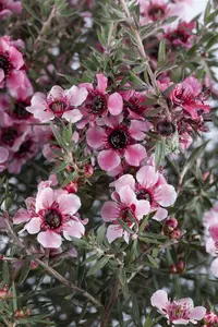 Leptospermum scoparium 'Snow Flurry' - 25-30 CM C2 - image 1