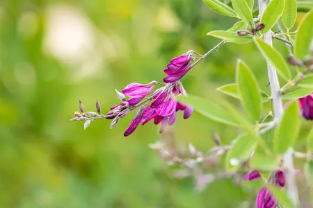 Lespedeza thunbergii - 3 Ltr pot - image 1