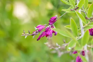 Lespedeza thunbergii