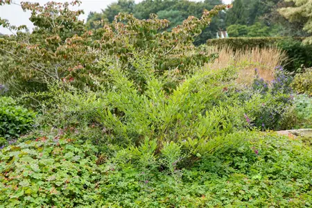 Lespedeza thunbergii - 60-80 CM C5 - image 3
