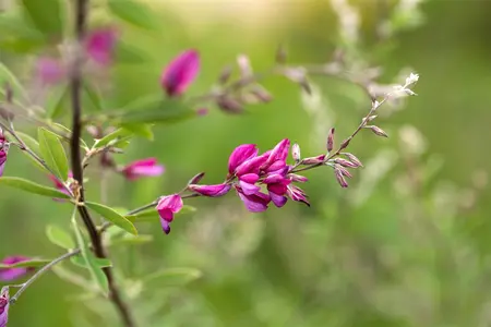 Lespedeza thunbergii - 60-80 CM C5 - image 4