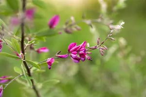 Lespedeza thunbergii - 60-80 CM C5 - image 4