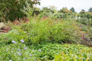 Lespedeza thunbergii - 50-60 CM C3.5 - image 2