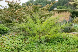 Lespedeza thunbergii - 50-60 CM C3.5 - image 3