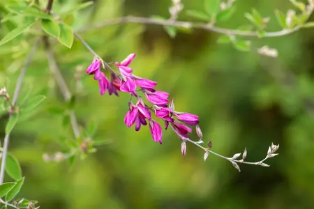 Lespedeza thunbergii - 50-60 CM C3.5 - image 5