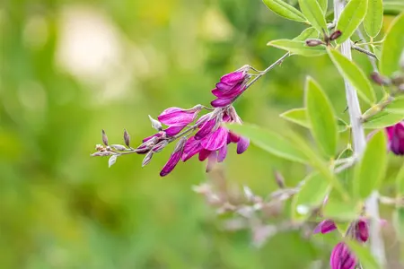 Lespedeza thunbergii - 40-50 CM C3 - image 1