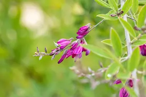 Lespedeza thunbergii - 40-50 CM C3 - image 1