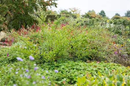 Lespedeza thunbergii - 30-40 CM C3 - image 2