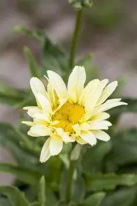 Leucanthemum 'Banana Cream' - P9 - image 2