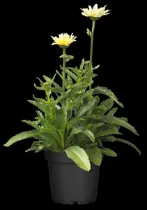 Leucanthemum 'Banana Cream'