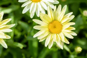 Leucanthemum 'Banana Cream' - P9 - image 3