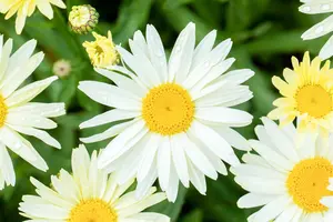 Leucanthemum 'Banana Cream' - P9 - image 4