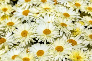 Leucanthemum 'Banana Cream' - P9 - image 5