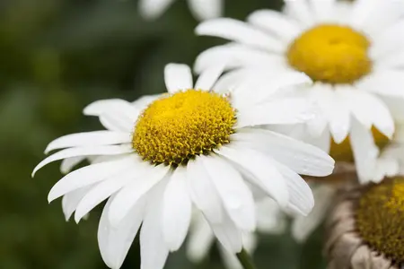 Leucanthemum 'Broadway Lights' - P11 - image 1