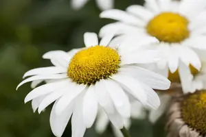 Leucanthemum 'Broadway Lights' - P11 - image 5
