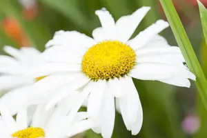 Leucanthemum 'Broadway Lights' - P11 - image 2
