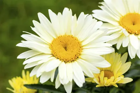 Leucanthemum 'Broadway Lights' - P11 - image 3