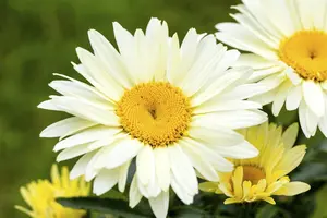 Leucanthemum 'Broadway Lights' - P11 - image 3