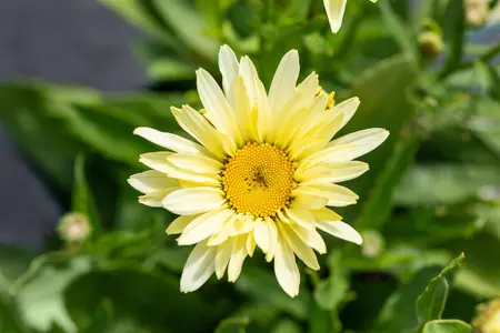 Leucanthemum 'Broadway Lights' - P11 - image 5