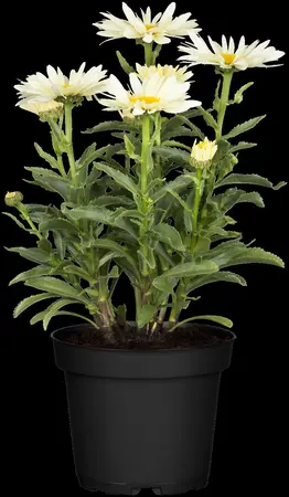 Leucanthemum 'Broadway Lights' - P11 - image 4