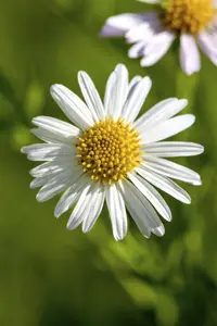 LEUCANTHEMUM LUNA 2L - image 3