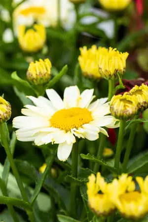 Leucanthemum 'Ooh La" Creme' - P11 - image 2