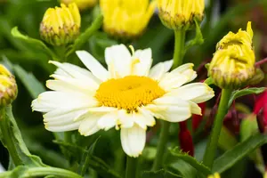 Leucanthemum 'Ooh La" Creme'