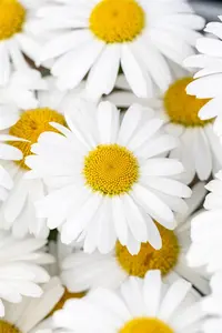 Leucanthemum 'Ooh la? La Grande' - 2 Ltr pot - image 4