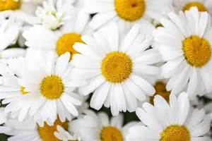 Leucanthemum 'Ooh la? La Grande'