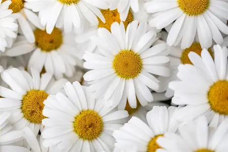 Leucanthemum 'Ooh la? La Grande' - 2 Ltr pot - image 2