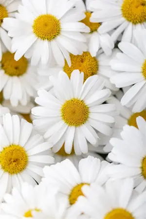 Leucanthemum 'Ooh La? Lablanche' - 2 Ltr pot - image 3