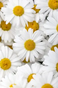 Leucanthemum 'Ooh La? Lablanche' - 2 Ltr pot - image 3
