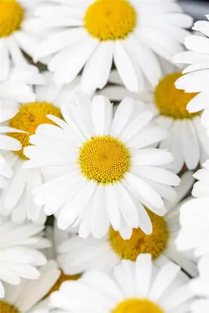 Leucanthemum 'Ooh La? Lablanche' - 2 Ltr pot - image 4