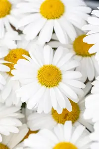 Leucanthemum 'Ooh La? Lablanche' - 2 Ltr pot - image 4