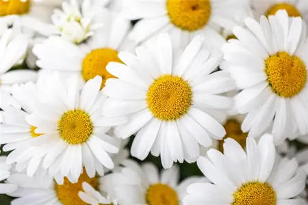 Leucanthemum 'Ooh La? Lablanche' - 2 Ltr pot - image 1