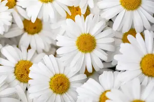Leucanthemum 'Ooh La? Lablanche' - 2 Ltr pot - image 2