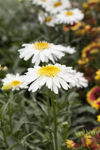 LEUCANTHEMUM REAL COMET 2L - image 1