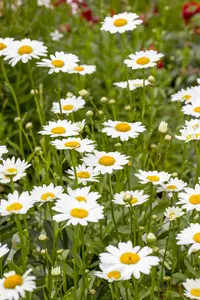 LEUCANTHEMUM REAL COMET 2L - image 5