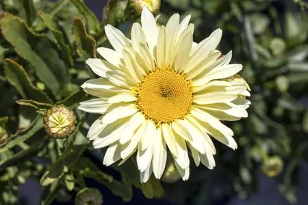 LEUCANTHEMUM REAL COMET 2L - image 2