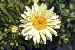 LEUCANTHEMUM REAL COMET 2L - image 2