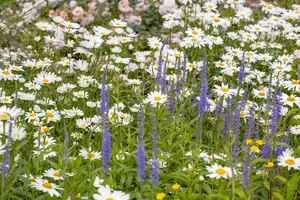 LEUCANTHEMUM REAL COMET 2L - image 3