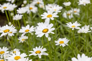 LEUCANTHEMUM REAL COMET 2L - image 4