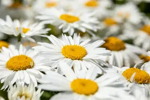 Leucanthemum (S) 'Polaris'