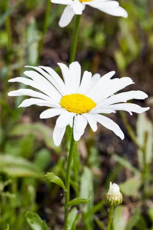 Leucanthemum (S) 'Silberprinzessche - P9 - image 1