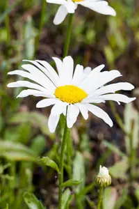 Leucanthemum (S) 'Silberprinzessche