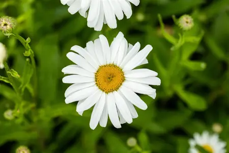 Leucanthemum (S) 'Silberprinzessche - P9 - image 2